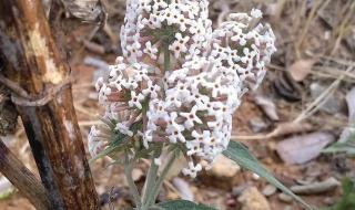 密蒙花的功效与作用 密蒙花的功效与作用