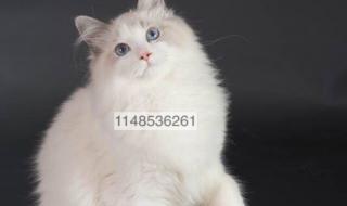 西伯利亚森林猫 西伯利亚森林猫