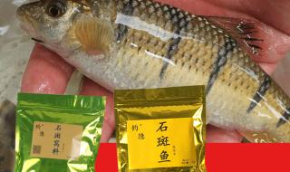 野生淡水石斑鱼 野生淡水石斑鱼