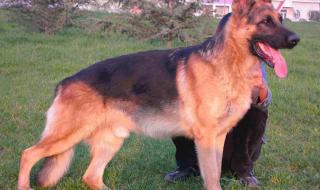 苏格兰牧羊犬图片 苏格兰牧羊犬图片