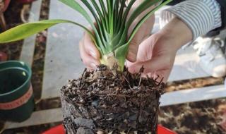 口袋妖怪绿叶金手指