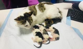 刨妇产手术费多少钱