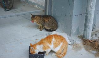 愿你三冬暖歌曲原唱 愿你三冬暖歌曲原唱