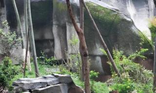 怎么去成都熊猫基地