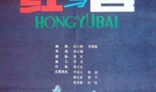 2024nba季后赛球队